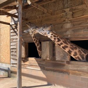 Meet your Posher, Constance